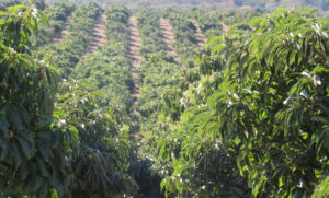 Avocado Orchards in Limpopo