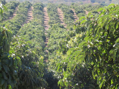 Avocado Orchards in Limpopo